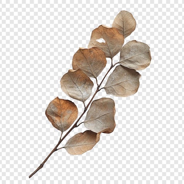 Gratis PSD tørket eukalyptus gren høstlig eleganse