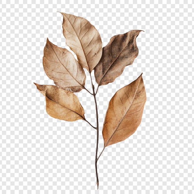 Gratis PSD tørrede blade - gren - stillebenfotografering