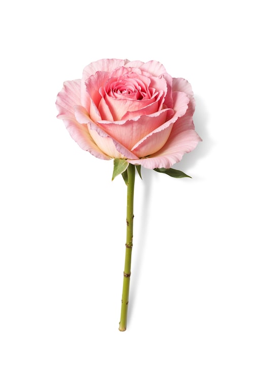 Gratis PSD vakker rose i studio