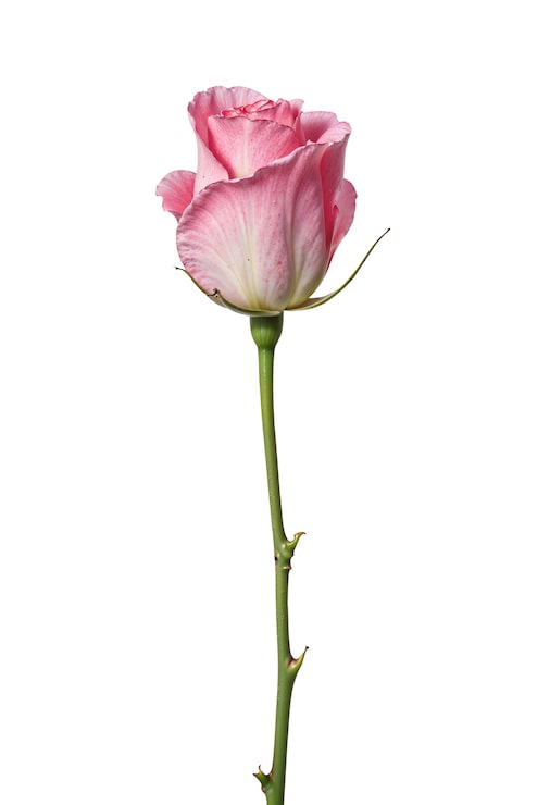 Gratis PSD vakker rose i studio