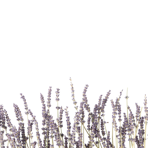 Gratis PSD vy över vackra blommor i blom