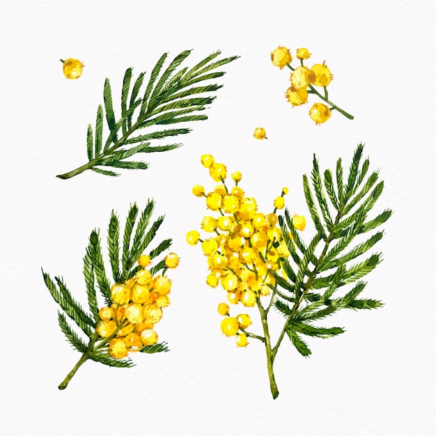 Gratis Vektor akvarel mimose illustration