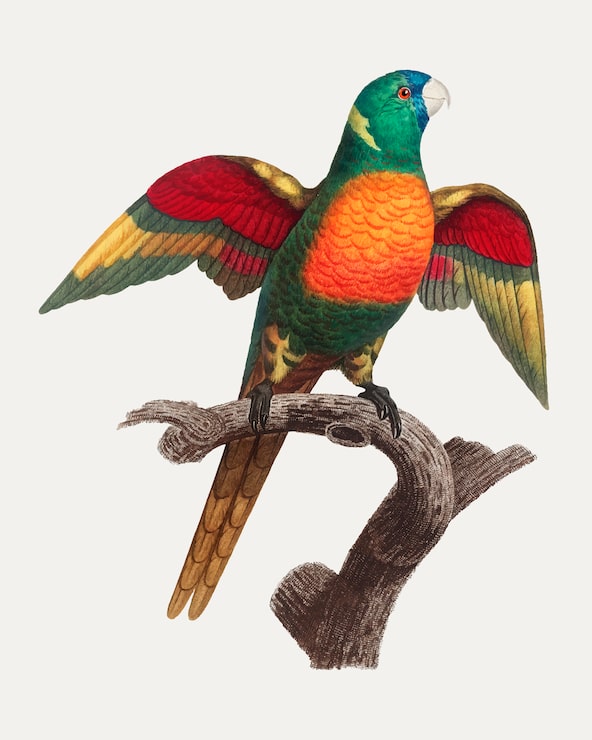 Gratis Vektor blåhovedet pionus