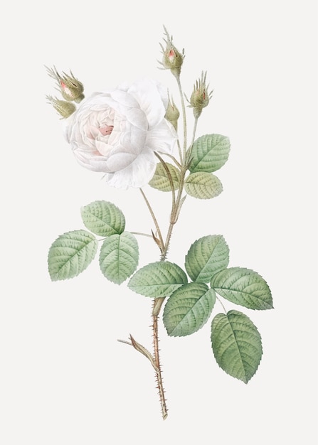 Gratis Vektor blomst