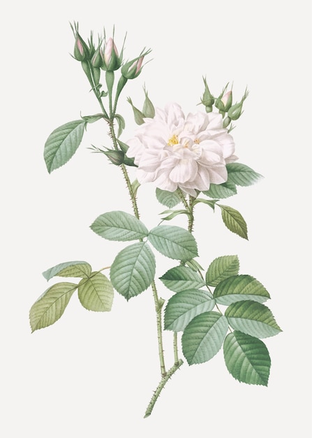 Gratis Vektor blomstrende efterårs damask rose