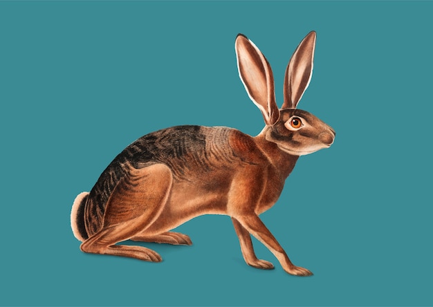 Gratis Vektor californisk hare illustration