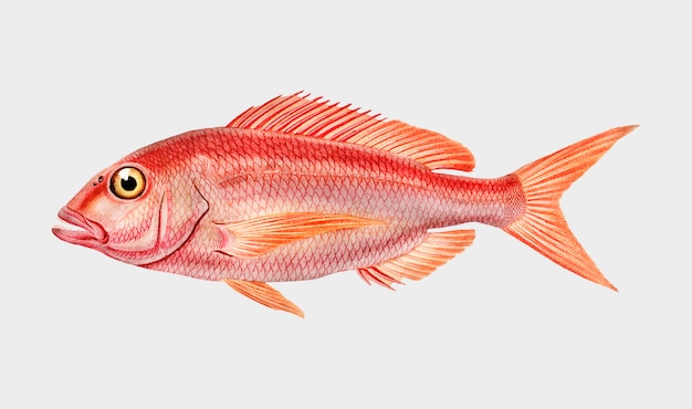 Gratis Vektor fisk
