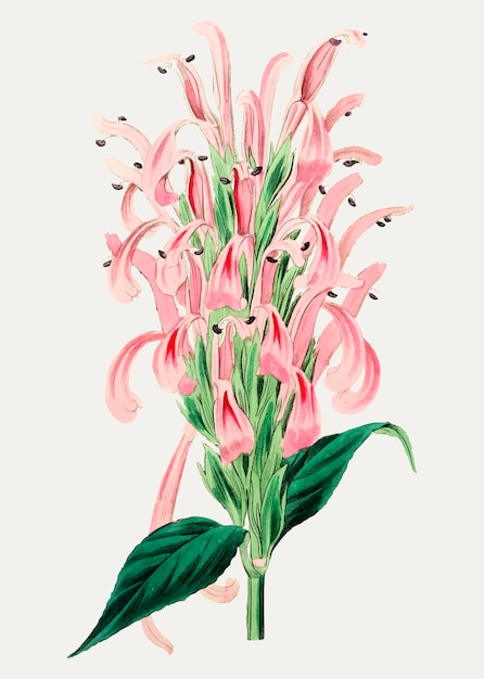 Gratis Vektor flamingoblomma