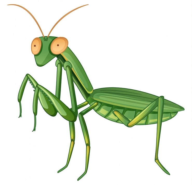 Gratis Vektor gpraying mantis på vit bakgrund