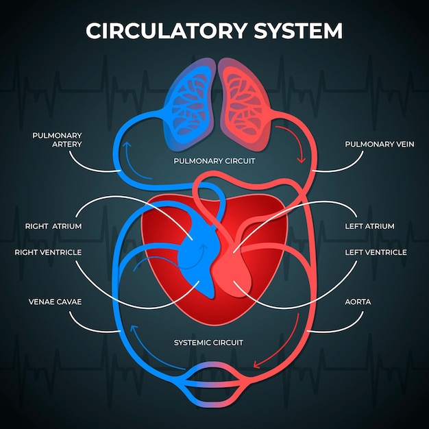 Gratis Vektor gradient infografik om kredsløbssystemet