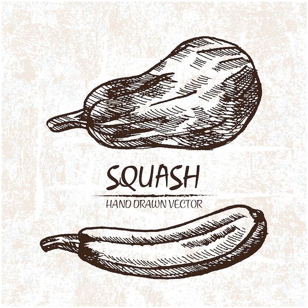 Gratis Vektor handritad squashdesign