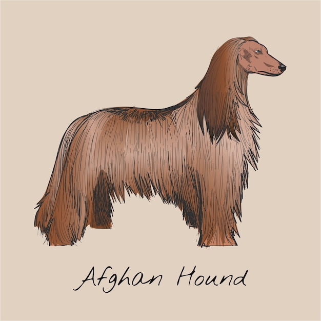 Gratis Vektor illustrationstegning af hund