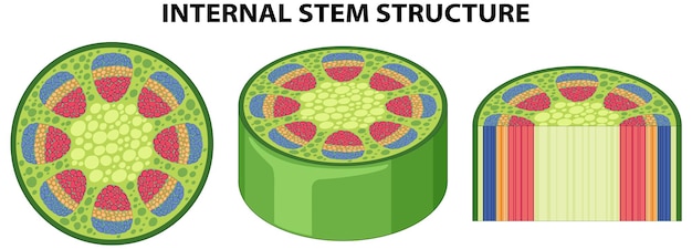 Gratis Vektor intern struktur af stamdiagram