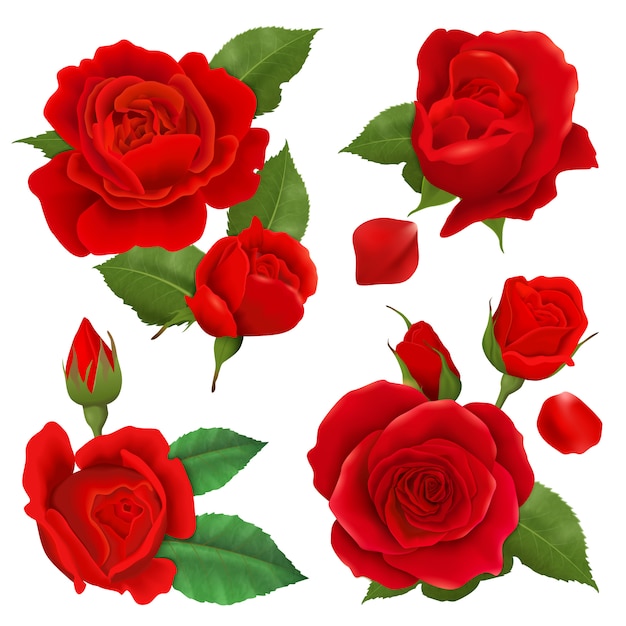 Gratis Vektor realistisk rose blomst ikon sæt