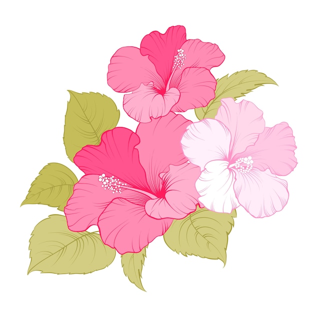 Gratis Vektor tropisk hibiskusblomma