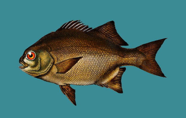 Gratis Vektor fisk