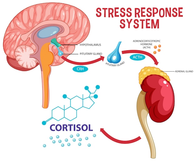 Gratis Vektor stressresponssystem skjema
