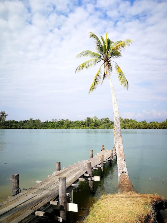 Photo cây cọ bên bờ biển nhìn lên bầu trời