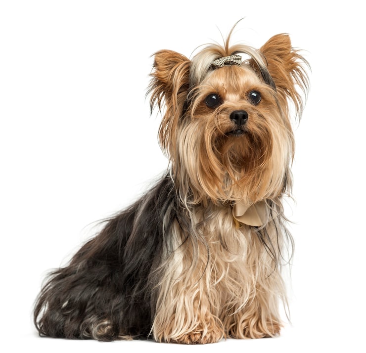 Photo chó yorkshire terrier ngồi đeo nơ cô lập trên nền trắng