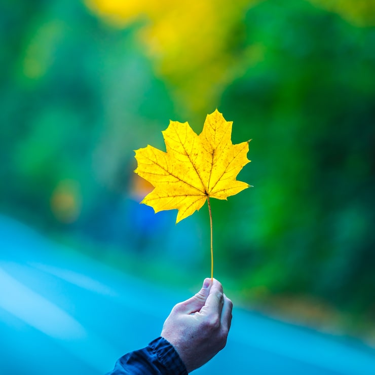 Photo lá phong lớn trong tay người đàn ông