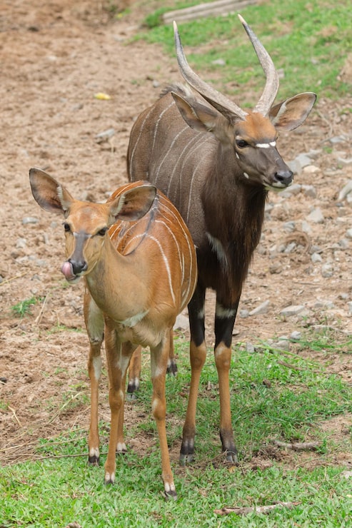 Photo nai đứng trên đồng
