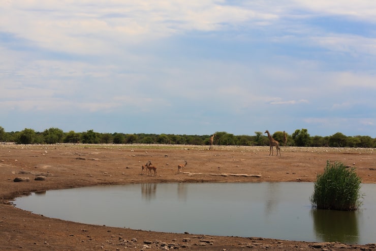 Photo toàn cảnh từ vườn quốc gia etosha, namibia
