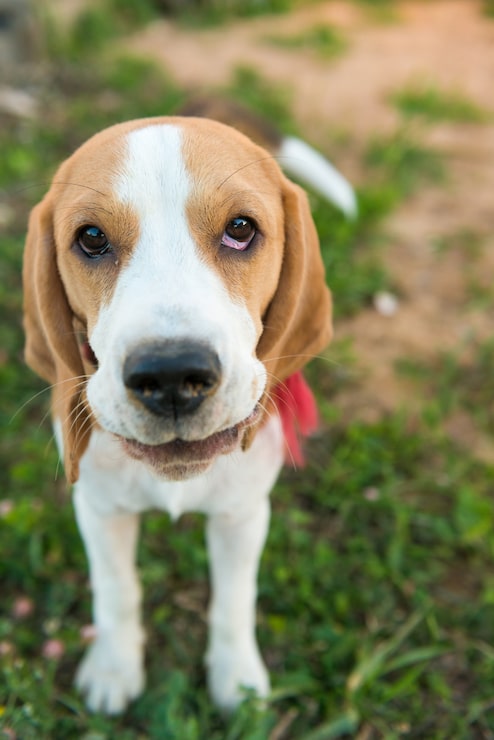 Miễn phí Photo chân dung chó beagle dễ thương
