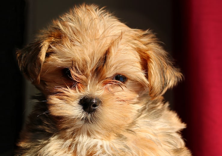 Miễn phí Photo chó con yorkshire terrier màu nâu