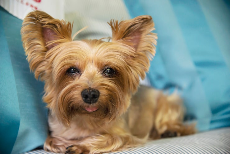 Miễn phí Photo chú chó yorkshire terrier màu rám nắng đáng yêu
