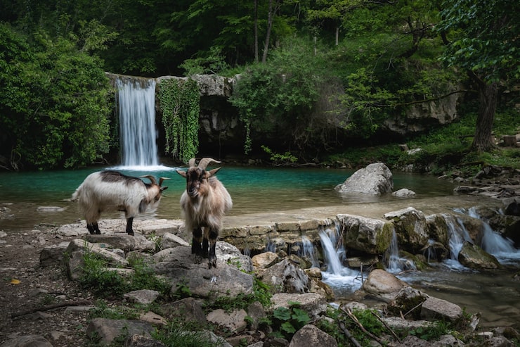 Miễn phí Photo dê trên bờ sông