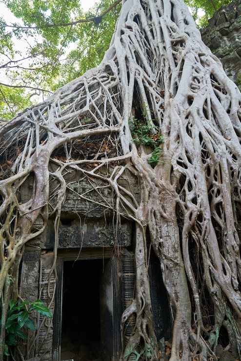 Miễn phí Photo đền angkor wat và cây cối