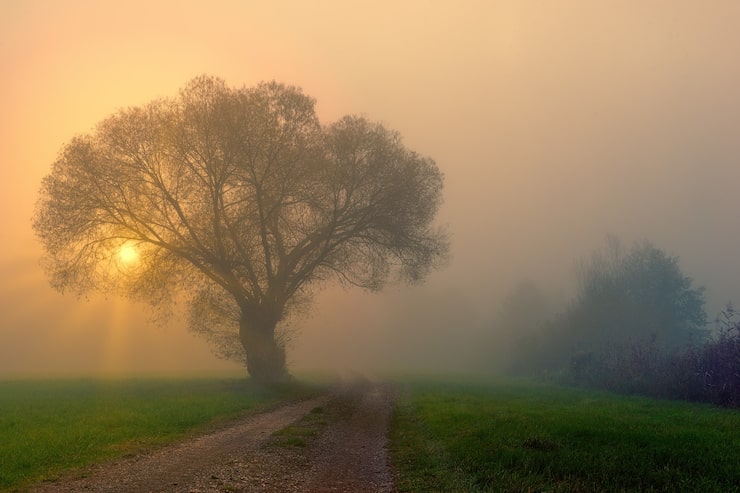 Miễn phí Photo đồng cỏ xanh với cây cối và sương mù