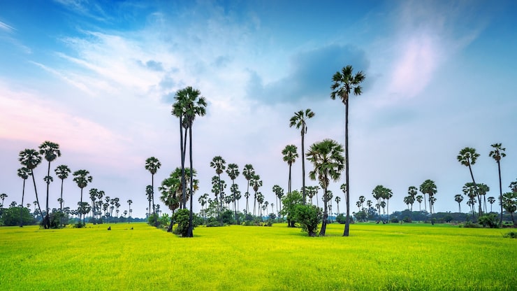 Miễn phí Photo phong cảnh cây thốt nốt và đồng lúa.
