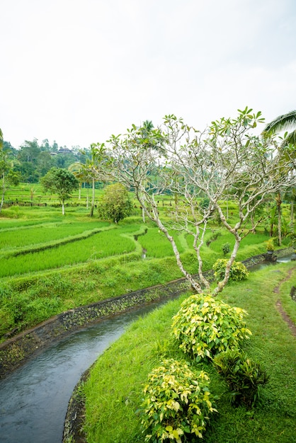 Miễn phí Photo ruộng lúa