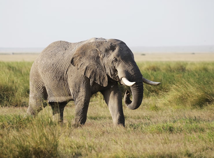 Miễn phí Photo voi trong vườn quốc gia amboseli, kenya, châu phi