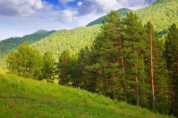 Ilmainen Kuva altai-vuoret. siperia
