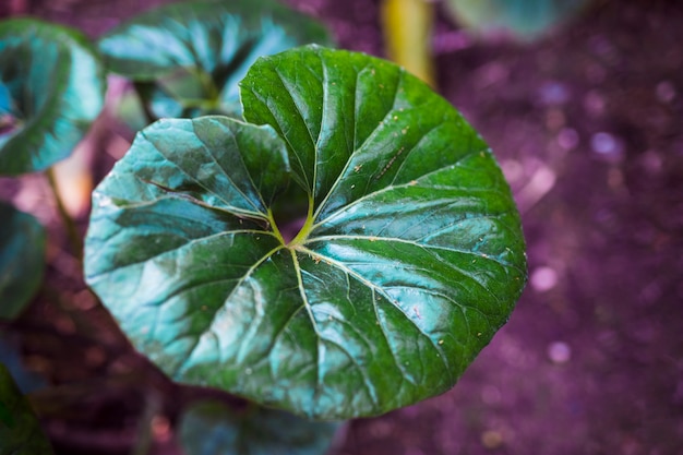 Ilmainen Kuva botanical leaves