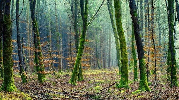 Ilmainen Kuva metsä, jossa puu ja sammal