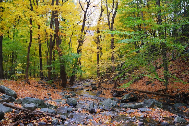 Ilmainen Kuva syksyn metsä