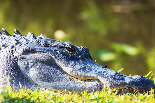 Photo gratuit l'alligator est un oiseau.