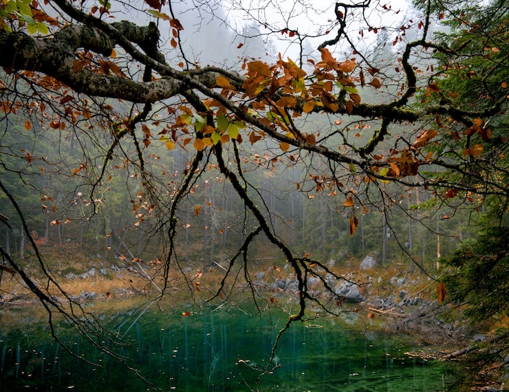 Photo gratuit arbre aux feuilles d'oranger et un lac zugspitze à eibsee