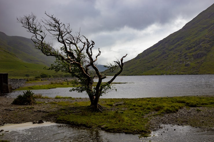 Photo gratuit arbre seul balayé par le vent à doo lough, comté de mayo, république d'irlande