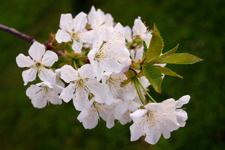Photo gratuit de belles fleurs blanches en gros plan
