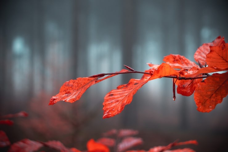 Photo gratuit branche avec des feuilles d'automne orange