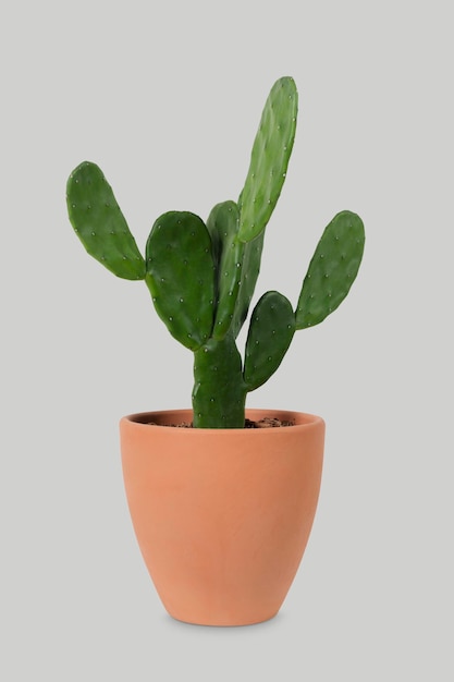 Photo gratuit un cactus à oreille de lapin dans un pot en terre cuite