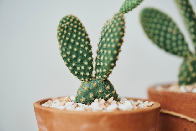 Photo gratuit cactus à oreilles de lapin dans des pots en terre cuite