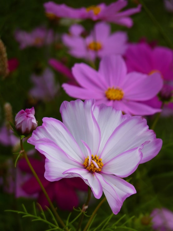 Photo gratuit capture de mise au point sélective verticale de fleurs de cosmos