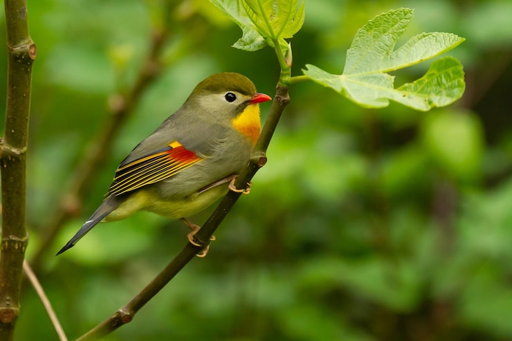 Photo gratuit capture sélective d'un mignon oiseau leiothrix à bec rouge perché sur un arbre