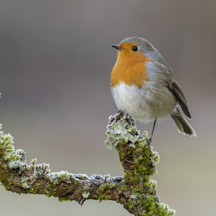 Photo gratuit erithacus rubecula oiseau perché sur une branche moussue