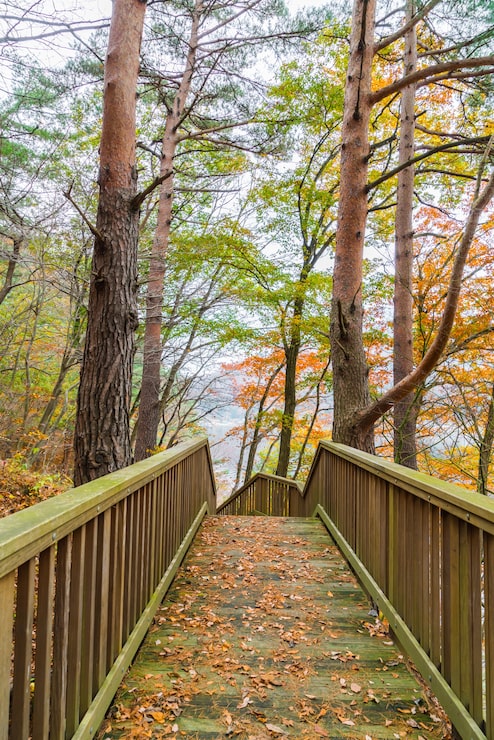 Photo gratuit escalier en bois dans le parc